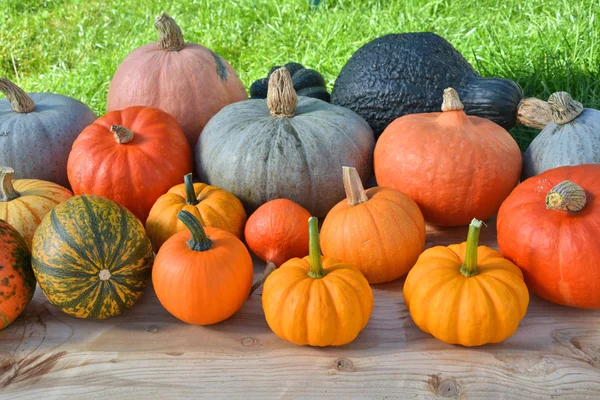 Verschillende Pompoenen Pompoenen Oogsten Tuin — Stockfoto