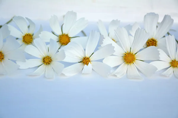 Weißer Kosmos Blumen Auf Weißem Hintergrund — Stockfoto