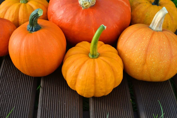 Gros Plan Diverses Citrouilles Sur Fond Bois — Photo