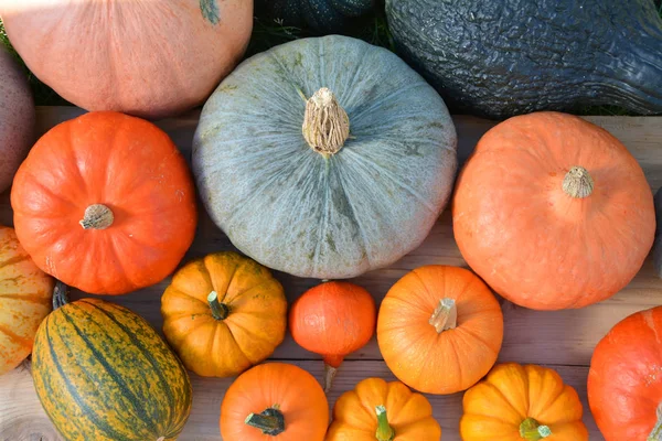 Various Colorful Pumpkins Wooden Background Top View — Stock Photo, Image