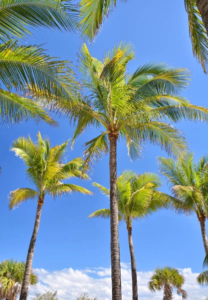 Palmy Modrá Obloha Miami Beach Usa — Stock fotografie