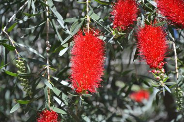 Bottlebrush ağaç kırmızı çiçek. Batı Avustralya bitkilerin