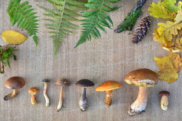 Natura Cornice Funghi Forestali Commestibili Foglie Coni Sfondo Naturale — Foto Stock