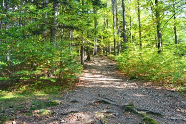 Deneme kayın ormanı Polonya dağlarda