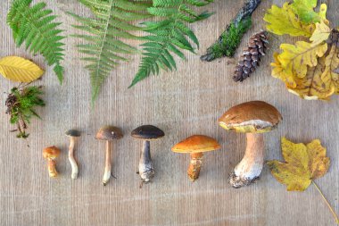 Yenilebilir orman düz lay mantar, yaprakları ve konileri. Doğal arka plan