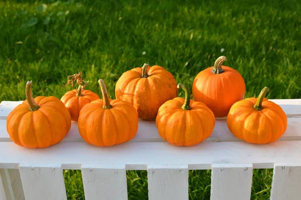 Pequeñas Calabazas Caja Madera Jardín — Foto de Stock