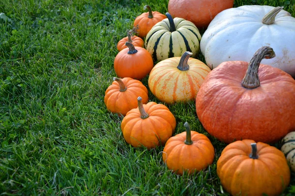 Colorful Decorative Pumpkins Grass Garden — Stock Photo, Image