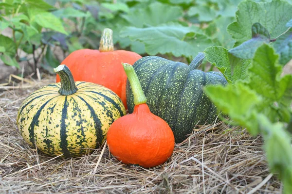 Winter Squashes Pumpkins Harvested Collected Garden — Stock Photo, Image