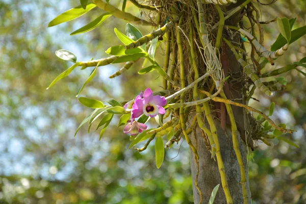 Dendrobium Orchidea Kwiat Rosnący Drzewie — Zdjęcie stockowe