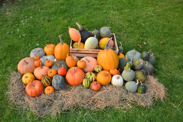 Verschillende Soorten Pompoenen Pompoenen Stro Herfst Collectie — Stockfoto