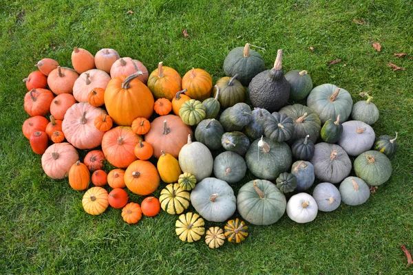 Kabaklar Squashes Çimenlerin Üzerinde Farklı Çeşitleri Sonbahar Koleksiyonu — Stok fotoğraf