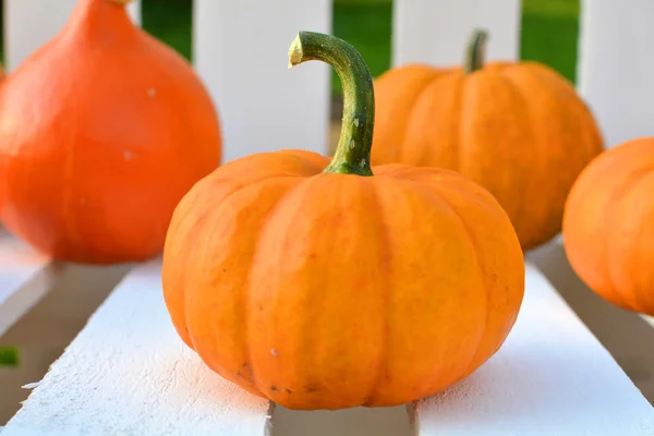 Fechar Uma Pequena Abóbora Laranja — Fotografia de Stock