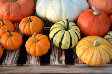 Renkli sonbahar kabaklar ve squashes ahşap kutu üzerinde