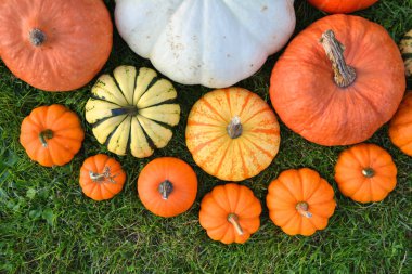 Çeşitli kabaklar ve squashes bahçesinde çimenlerin üzerinde