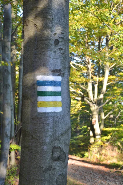 Szlaki Turystyczne Znaki Malowane Drzewie — Zdjęcie stockowe