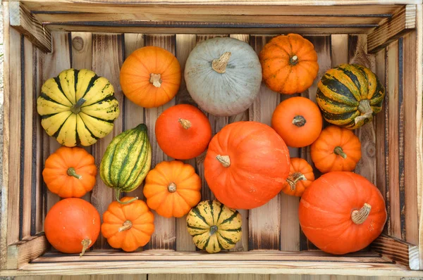 Verschillende Pompoenen Houten Doos — Stockfoto