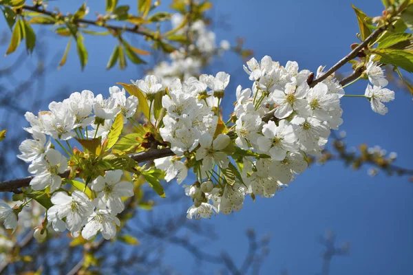 Primavera Flor Cereja Branca Ramo Árvore Sobre Céu Azul — Fotografia de Stock