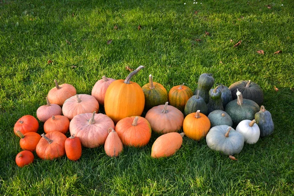 Olika Sorters Pumpor Och Squash Gräs Höstkollektion — Stockfoto