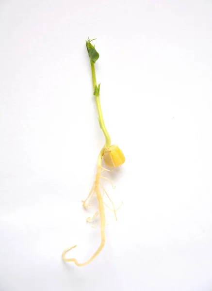 Green Pea Plant Seedling Roots — Stock Photo, Image