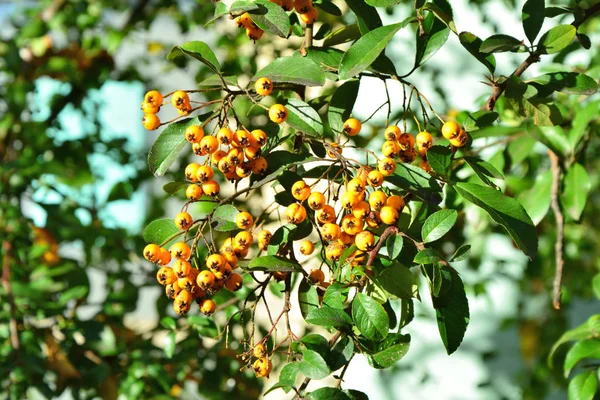 Rama Bayas Ornamentales Naranja Pyracantha Frutas Otoño Para Aves — Foto de Stock