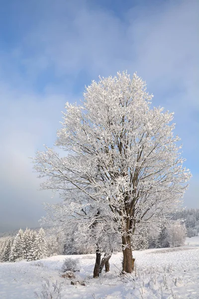 Winterlandschaft Mit Gefrorenem Baum — Stockfoto