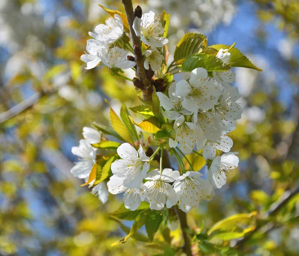 Printemps Fleur Cerisier Blanc Sur Branche Arbre — Photo