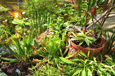 Serada çeşitli Etçil Bitkiler