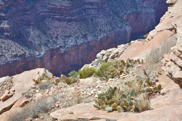 Vegetation of the Grand Canyon, cactus plants growing on the rocks inside the canyon