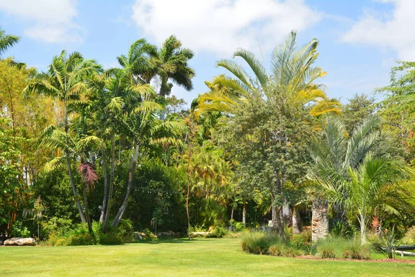 Schönen Natürlichen Tropischen Garten Palmen — Stockfoto