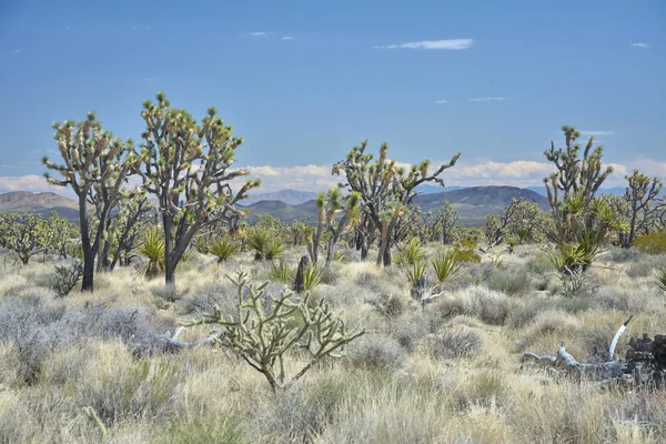 Joshua Ağaçlar Mojave Ulusal Korumak Içinde — Stok fotoğraf
