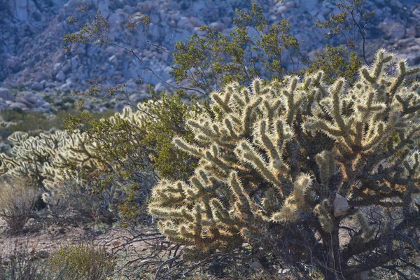 Kaktüsler Milli Korunağı Mojave Çölü Nde — Stok fotoğraf