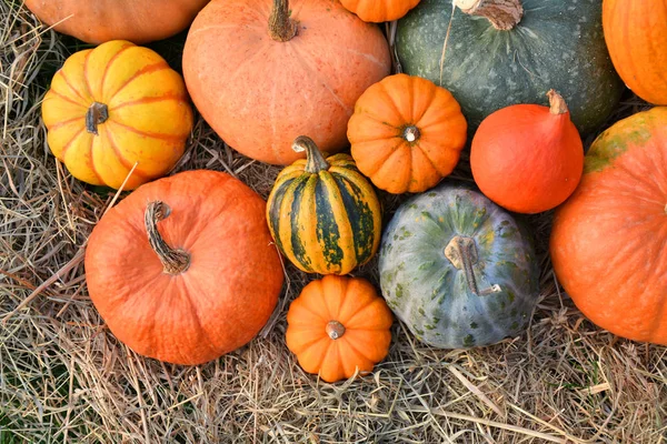 Different Varieties Squashes Pumpkins Straw Colorful Vegetables Top View — Stock Photo, Image