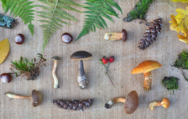 Flat lay composition of edible forest mushrooms, leaves, conkers and cones. Autumn natural background
