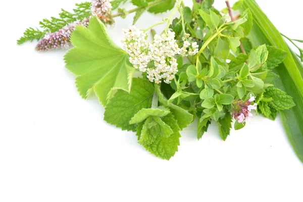Beyaz Arka Plan Üzerinde Bahçesinden Taze Aromatik Bitkiler — Stok fotoğraf
