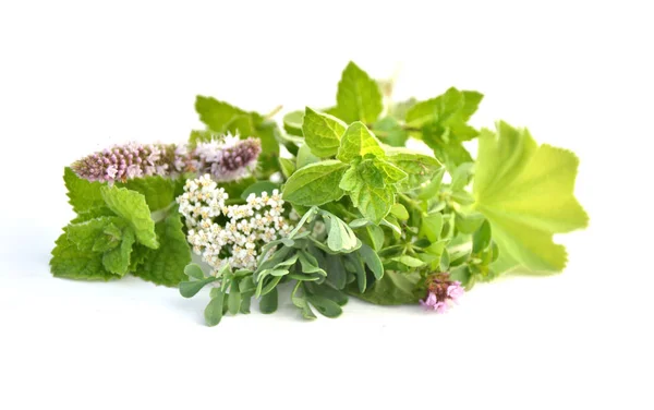 Fresh Herbs Garden White Background — Stock Photo, Image