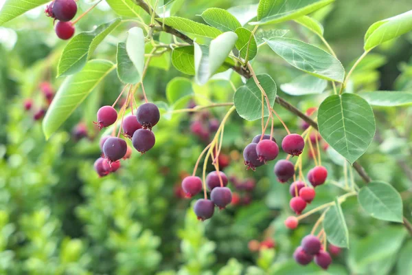 Bacche Saskatoon Ramo Albero Amelanchier — Foto Stock