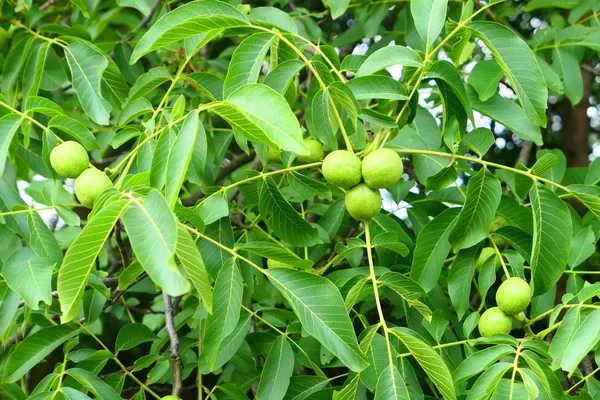 Noix Vertes Poussant Sur Arbre — Photo