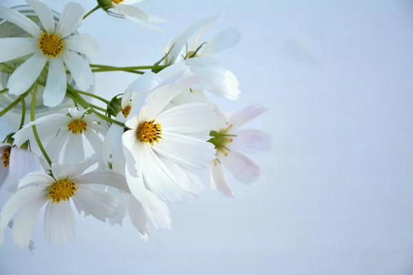 Vita Kosmos Blommor Vas Tabellen Vit — Stockfoto