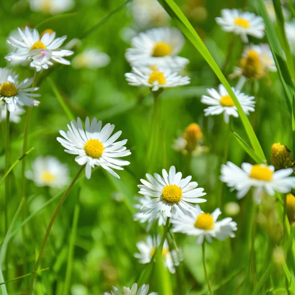 Weiße Gänseblümchenblümchen Wachsen Gras — Stockfoto