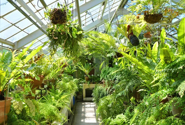 Glasshouse Full Gröna Ormbunkar Botaniska Trädgården — Stockfoto