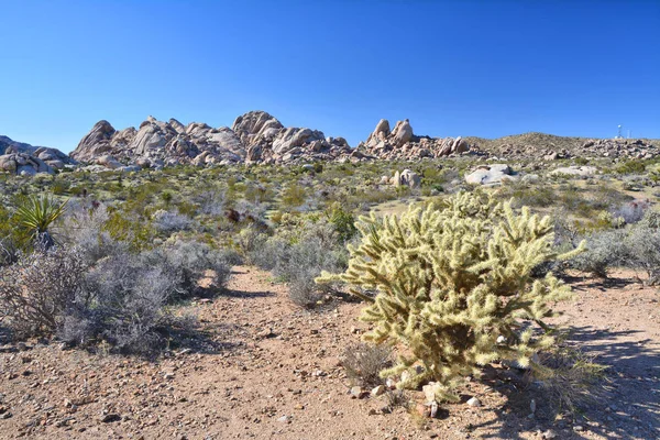 Mojave Çölü Manzara Büyüyen Cholla Kaktüs — Stok fotoğraf