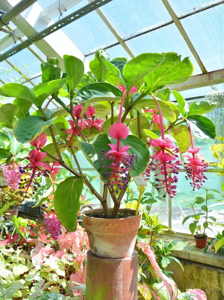 Medinilla Magnifica Kwiat Rośnie Doniczce Ogrodzie Botanicznym — Zdjęcie stockowe