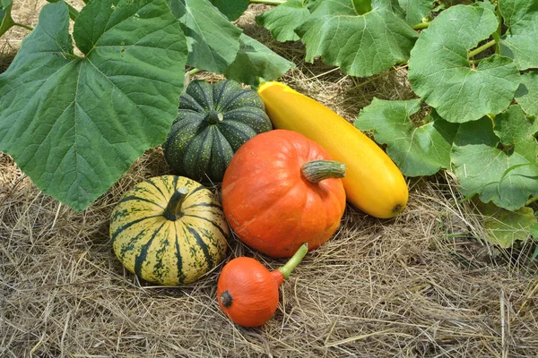 カボチャとカボチャのパッチで 庭の野菜の収穫 — ストック写真