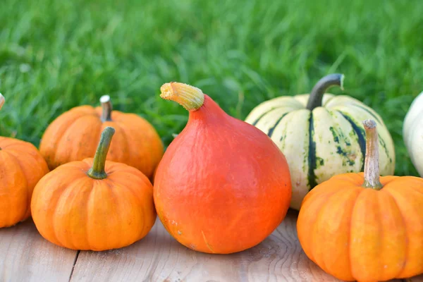 Recolta Dovleac Squash Grădină Colecția Fructe Toamnă — Fotografie, imagine de stoc