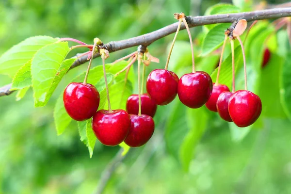 Dolci Ciliegie Appese Ramo Dell Albero — Foto Stock