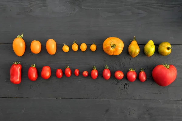 Colección Tomate Reliquia Colorida Sobre Fondo Madera Negro — Foto de Stock