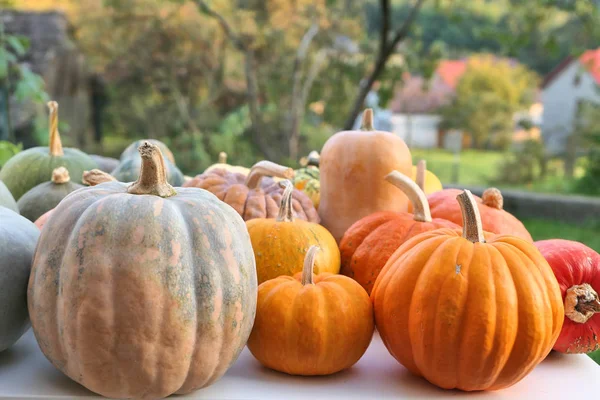 Pumpor Samling Trädgården Höstens Säsong Oktober Skörd — Stockfoto