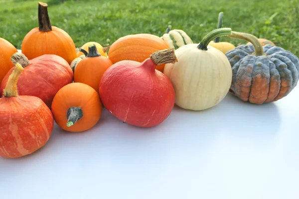 Récolte Citrouilles Courges Dans Jardin — Photo