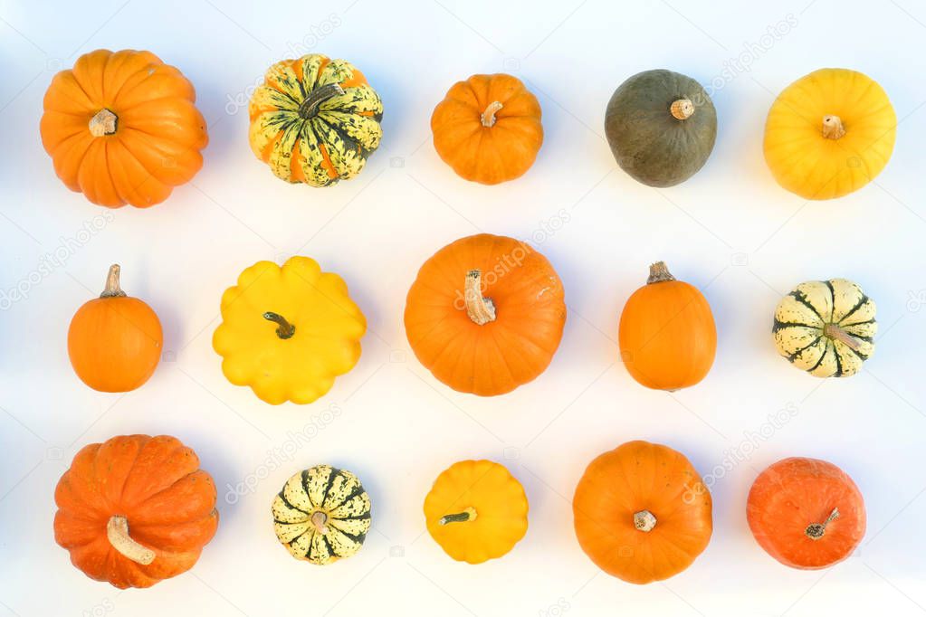 Pumpkins and squashes varieties. Decorative food autumn flat lay background.