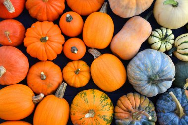 Kabaklar ve kış squashes renkli çeşitleri. Renk Gradyan kompozisyon. Gıda arka plan